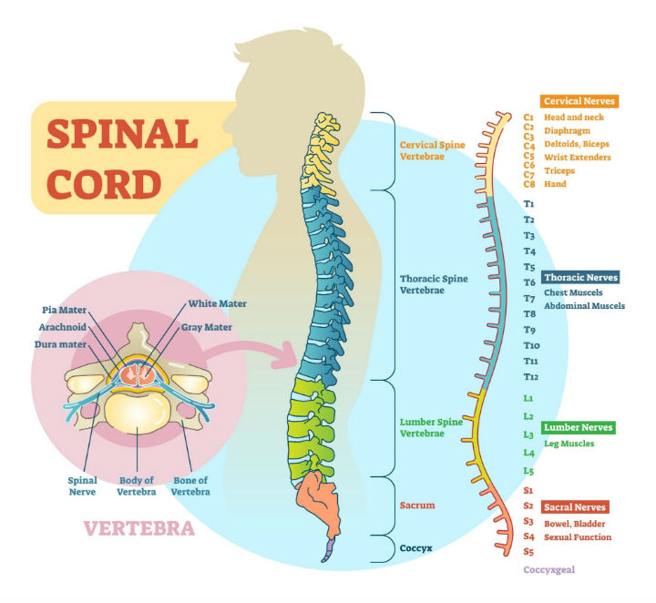 Anatomia del collo